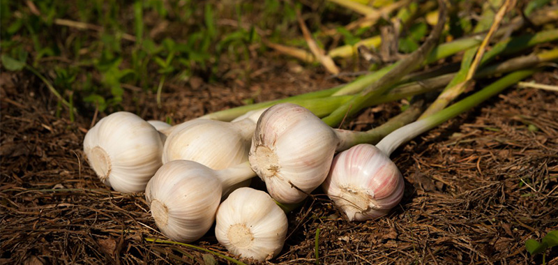 ニンニクの写真