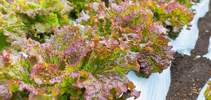 リーフレタスの写真