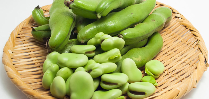 ソラマメの写真