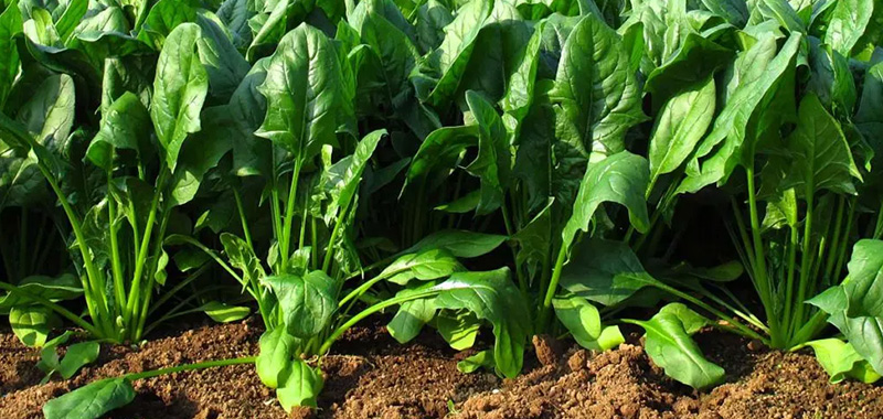 ほうれん草の写真