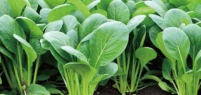 11月に植える野菜|プランターで育てやすい家庭菜園向け 小松菜の写真