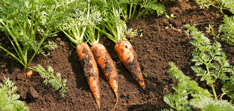 11月に植える野菜|プランターで育てやすい家庭菜園向け ニンジンの写真