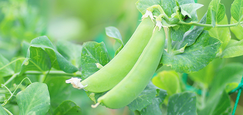 11月に植える野菜|プランターで育てやすい家庭菜園向け 11月に植えるおすすめ野菜の一つ「サヤエンドウ」の写真
