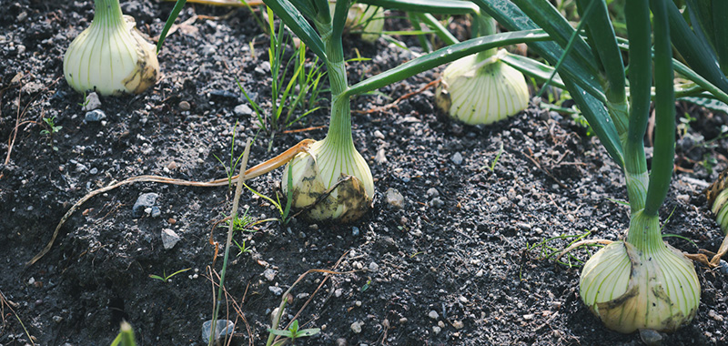 11月に植える野菜|プランターで育てやすい家庭菜園向け 11月に植えるおすすめ野菜の一つ「玉ねぎ」の写真