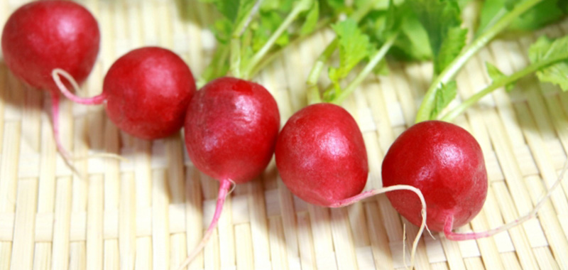 4月に植えるおすすめ野菜9選【プランター家庭菜園・初心者向け】 赤丸はつか大根の写真