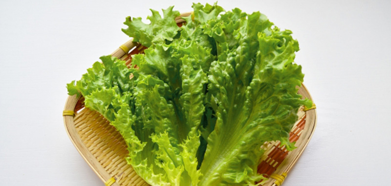 4月に植えるおすすめ野菜9選【プランター家庭菜園・初心者向け】 サニーレタス(リーフレタス)の写真