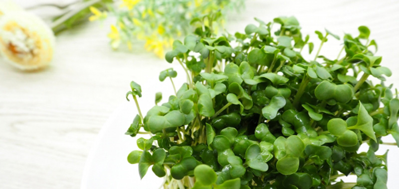 12月にプランターで植えるおすすめ野菜5選 12月に植えるおすすめ野菜