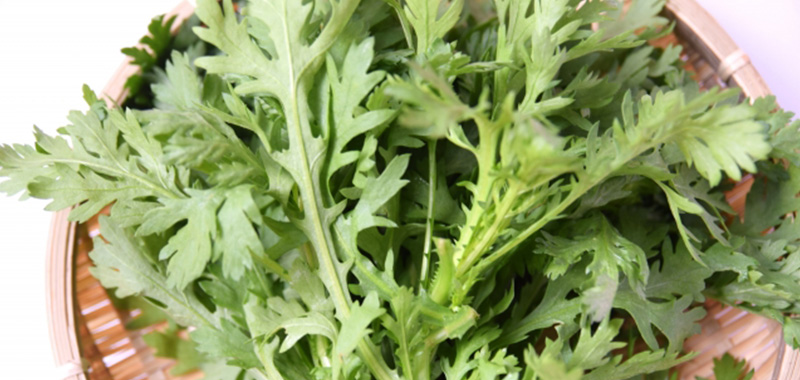 12月にプランターで植えるおすすめ野菜5選 春菊の写真