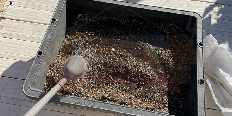 木酢液の使い方|培養土の消毒と野菜への葉面散布を写真で解説 薄めた木酢液を使用済み培養土へかけている様子