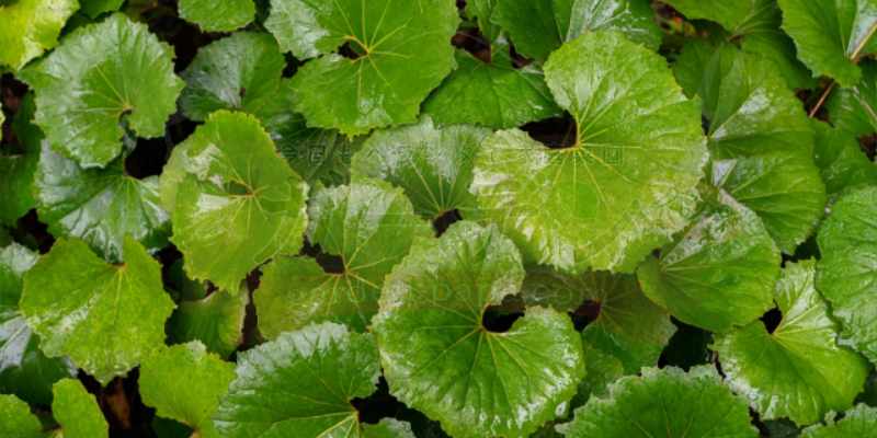 たくさんのつわぶきの葉