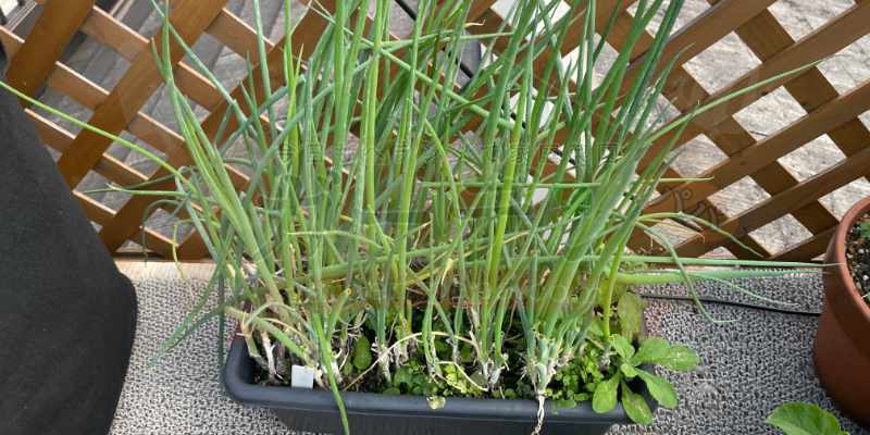 プランターにたくさん生えている九条ネギ