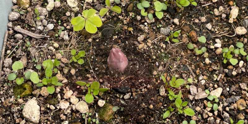 頭が出てきたアスパラガス