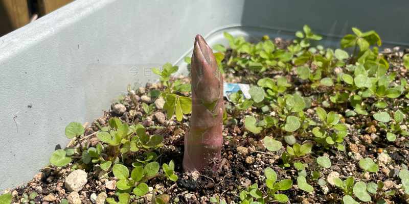 ４日経って少し大きくなったアスパラガス