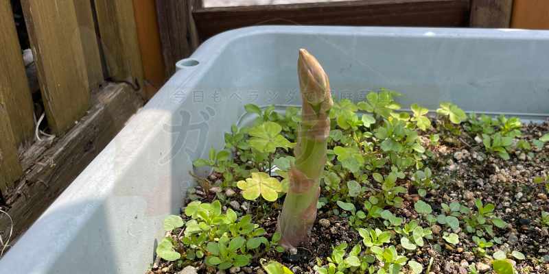 さらに２日後のアスパラガスの様子。