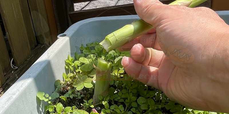 土上５cm位のところで手でアスパラガスを追っている様子