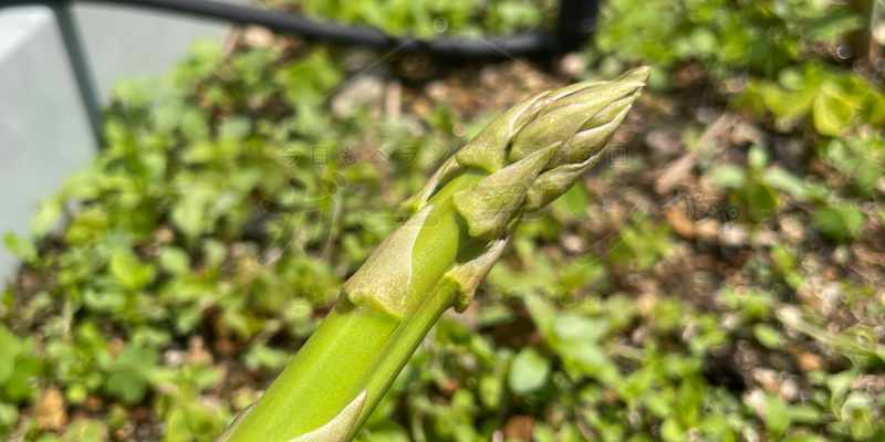 収穫したアスパラガスの先端の写真