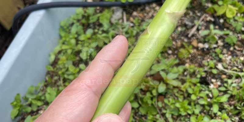 アスパラガスの株分けはとても大事だということが分かりました。