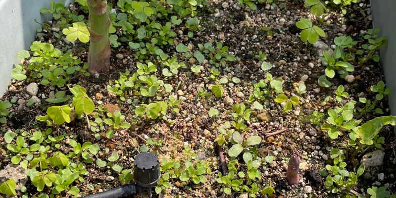 細い方のアスパラガスが生えているところ