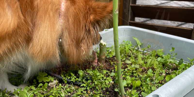 アスパラの匂いを嗅ぐ我が家のワンコ