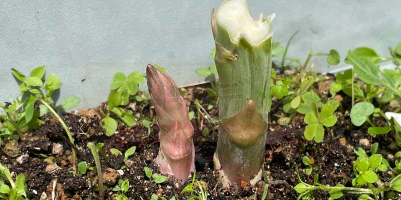 収穫済みの極太アスパラの横から新しく出てきた太いアスパラガス