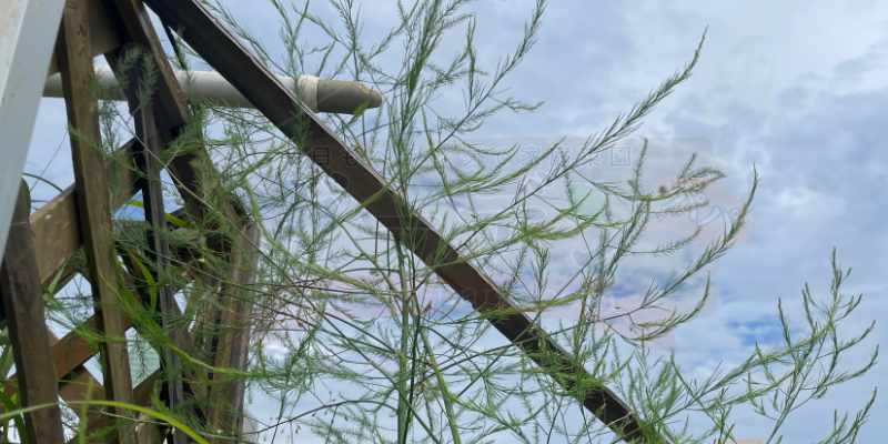 来年のために伸ばしている立茎中のアスパラガス