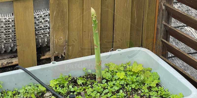 さらに４日後のアスパラガス。長さは２０cmを超えてきました。