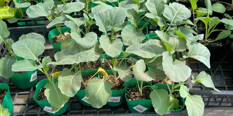 【初挑戦】春植えブロッコリーのプランター栽培日記|苗の定植からスタート ホームセンターで売られていたブロッコリーの苗