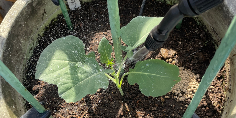 【初挑戦】春植えブロッコリーのプランター栽培日記|苗の定植からスタート 害虫予防にブロッコリーの葉や土に木酢液を噴霧している様子