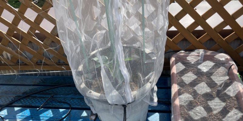 【初挑戦】春植えブロッコリーのプランター栽培日記|苗の定植からスタート ブロッコリーのプランターに防虫ネットをかけている様子