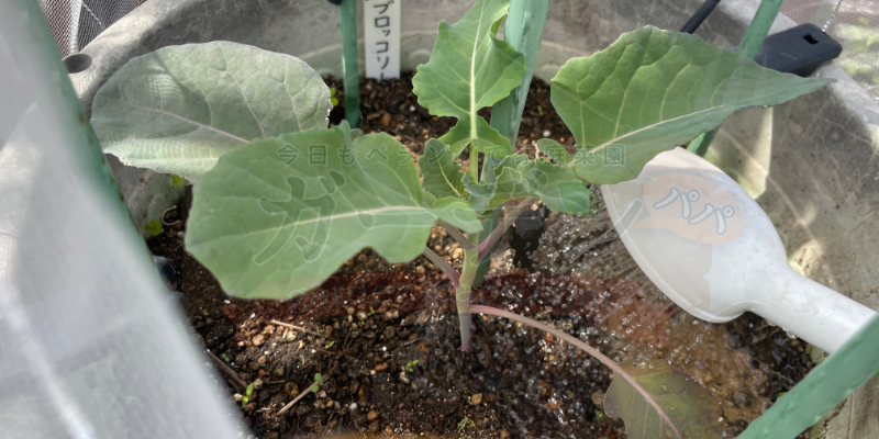 【初挑戦】春植えブロッコリーのプランター栽培日記|苗の定植からスタート プランターへの定植から1週間がたったブロッコリーの苗