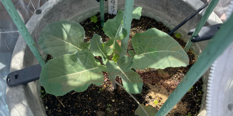 【初挑戦】春植えブロッコリーのプランター栽培日記|苗の定植からスタート 定植から3週間後、大きくなってきたブロッコリー