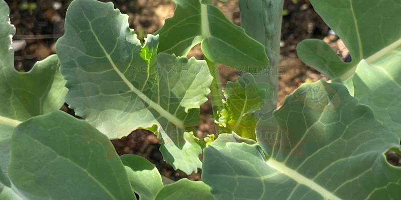 【初挑戦】春植えブロッコリーのプランター栽培日記|苗の定植からスタート 中から新芽が続々と出てきているブロッコリー