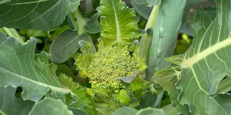 まだまだ小さいながらもようやくブロッコリーの頂花蕾ができました