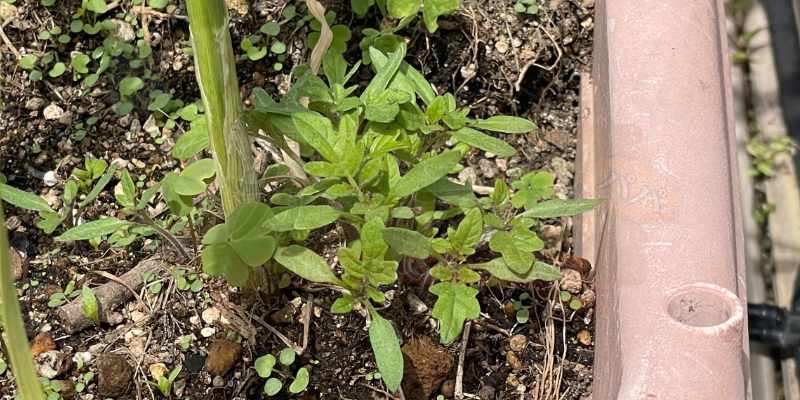 ニンニクの横から大量に生えてきたミニトマト