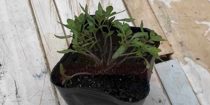 ド根性トマトの苗をポットに定植したときの様子