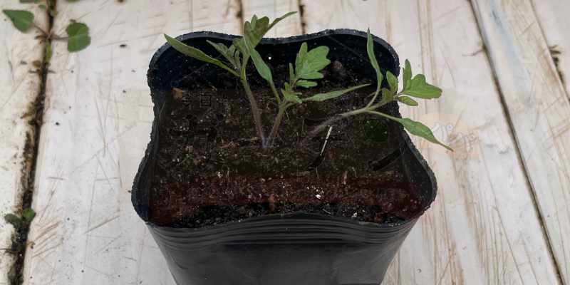 ポットへ定植後に数本に間引いたミニトマト（ど根性トマト）の苗