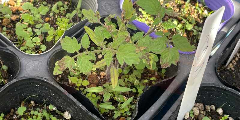 イチゴの黒斑病が移ったド根性トマトの苗