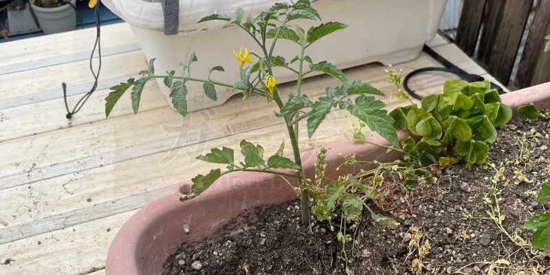 【奇跡の発芽】コンポストの土からミニトマトが!?ど根性苗の救出とポット移植 乾かすために放置していたニンニク収穫後のプランターで大きく育ったトマトの苗