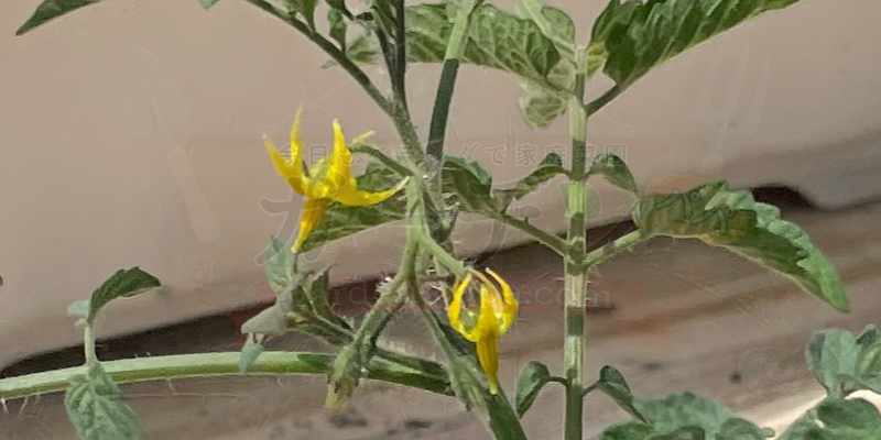 黄色いトマトの花
