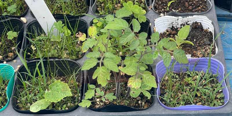 【奇跡の発芽】コンポストの土からミニトマトが!?ど根性苗の救出とポット移植 思いのほか成長が遅かった、ポットに移したトマトの苗