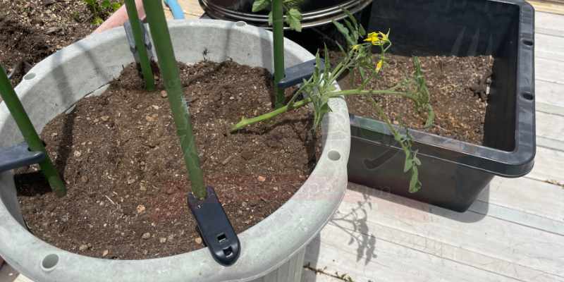 プランターに定植したトマトの苗の様子