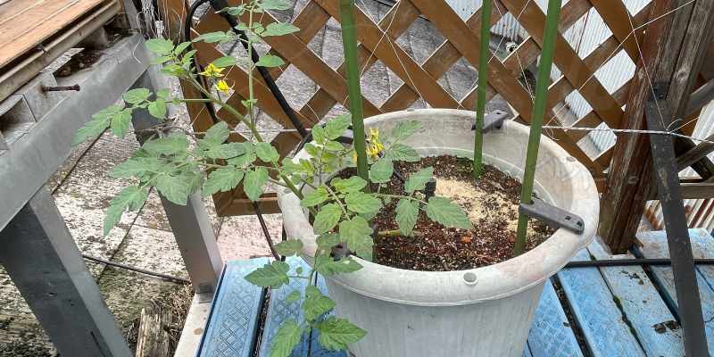 【奇跡の発芽】コンポストの土からミニトマトが!?ど根性苗の救出とポット移植 定植から1週間後のトマトの苗の様子