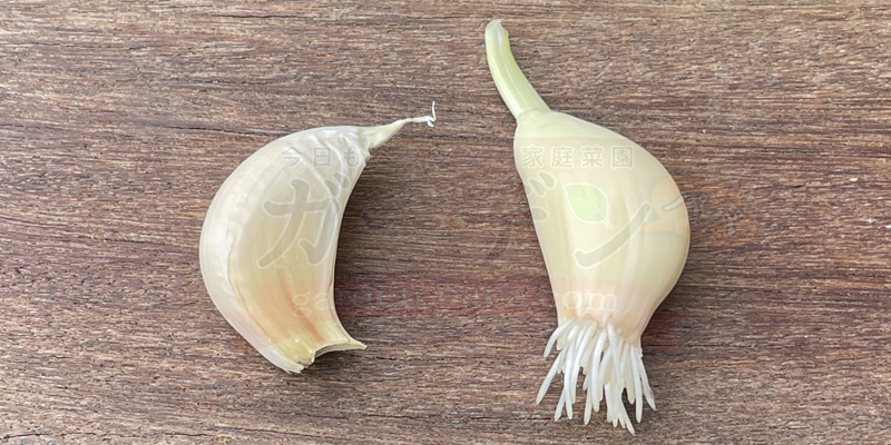 ばらしただけのニンニク片と芽出しをしたニンニク片を並べて比較している様子