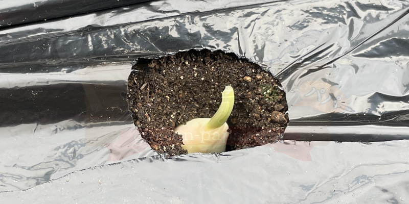芽出しができたニンニク片をプランターに植えた状態