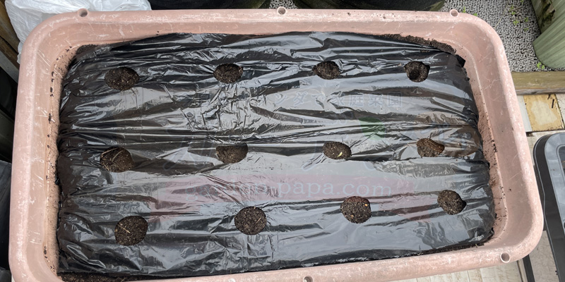 全ての穴ににんにくを植え付けた状態のプランター