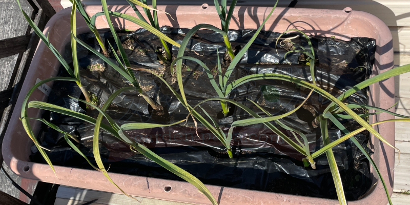 びっしりと生えていた雑草を全て取り除いた状態