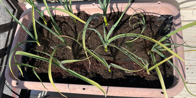 追肥を混ぜた土をニンニク栽培中のプランターにまいた状態