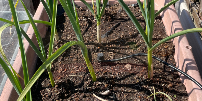 追肥直後の２月２２日のニンニクの様子