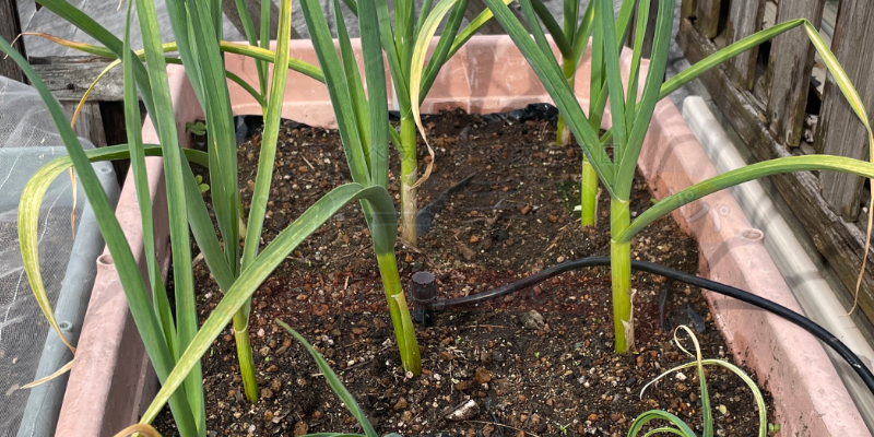 追肥から５日後のニンニクの株の様子