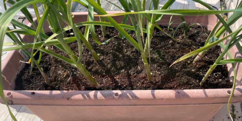 マルチシートを剥がしたニンニク栽培中のプランター